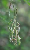 Laburnum anagyroides. Соплодие. Грузия, Боржоми-Харагаульский национальный парк, смешанный лес. 24.05.2018.