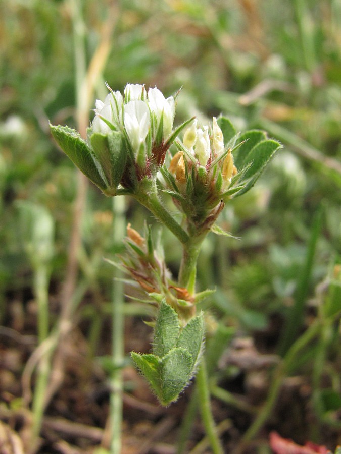 Image of Trifolium scabrum specimen.