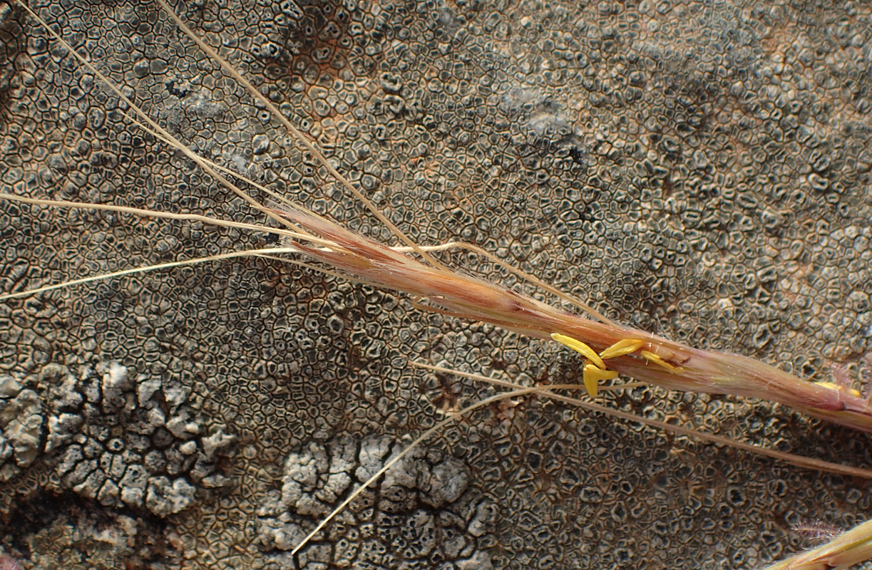 Image of Hyparrhenia hirta specimen.