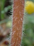 Orobanche pubescens