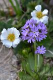 Primula algida. Соцветие (белые цветки - Callianthemum alatavicum). Кыргызстан, Иссык-Кульская обл., Северный Тянь-Шань, хр. Кюнгёй Ала-Тоо, ущ. Сют-Булак выше оз. Сют-Булак, 2750 м н.у.м., кустарниковый склон. 12.05.2018.