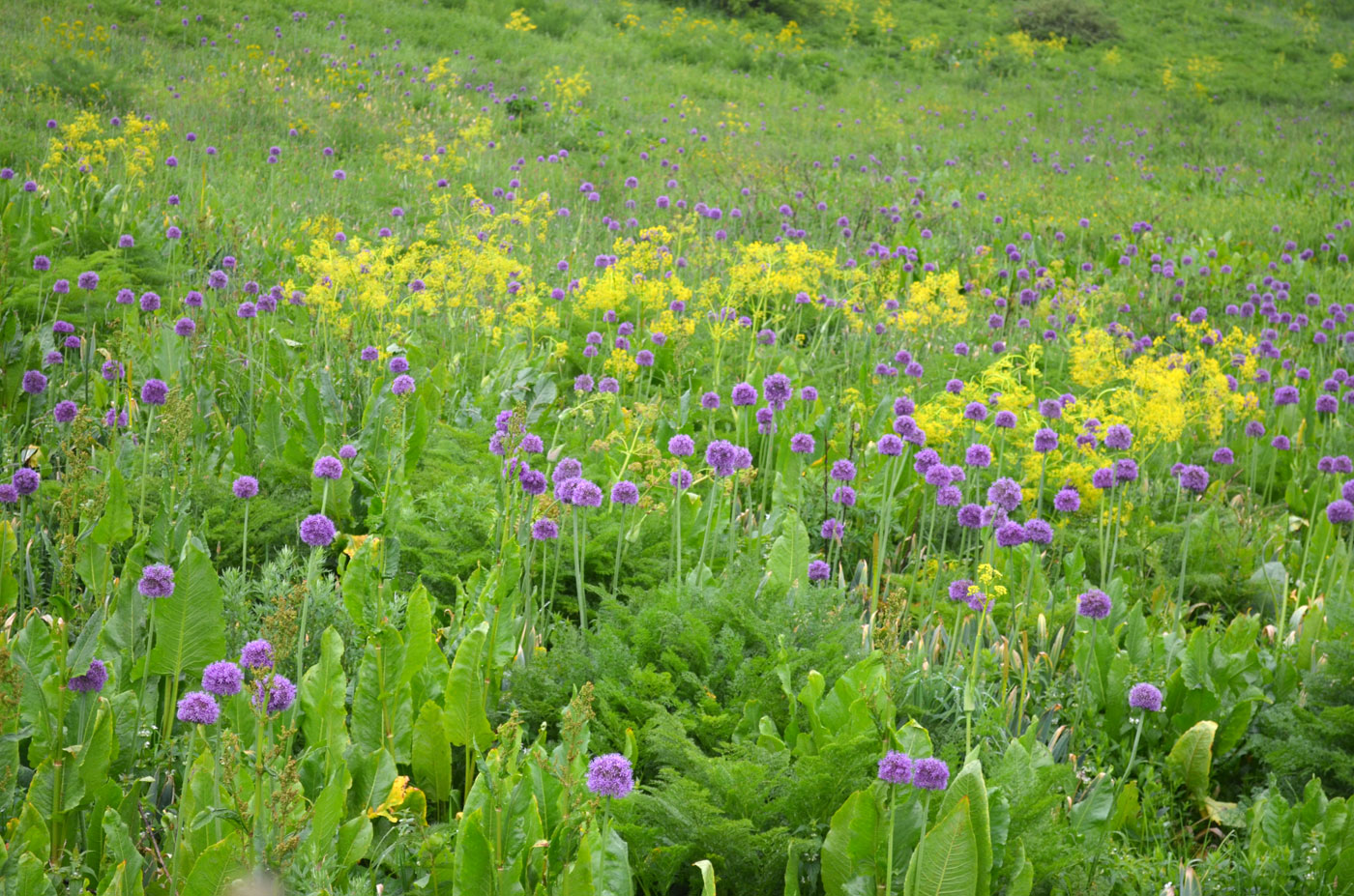 Image of Allium aflatunense specimen.