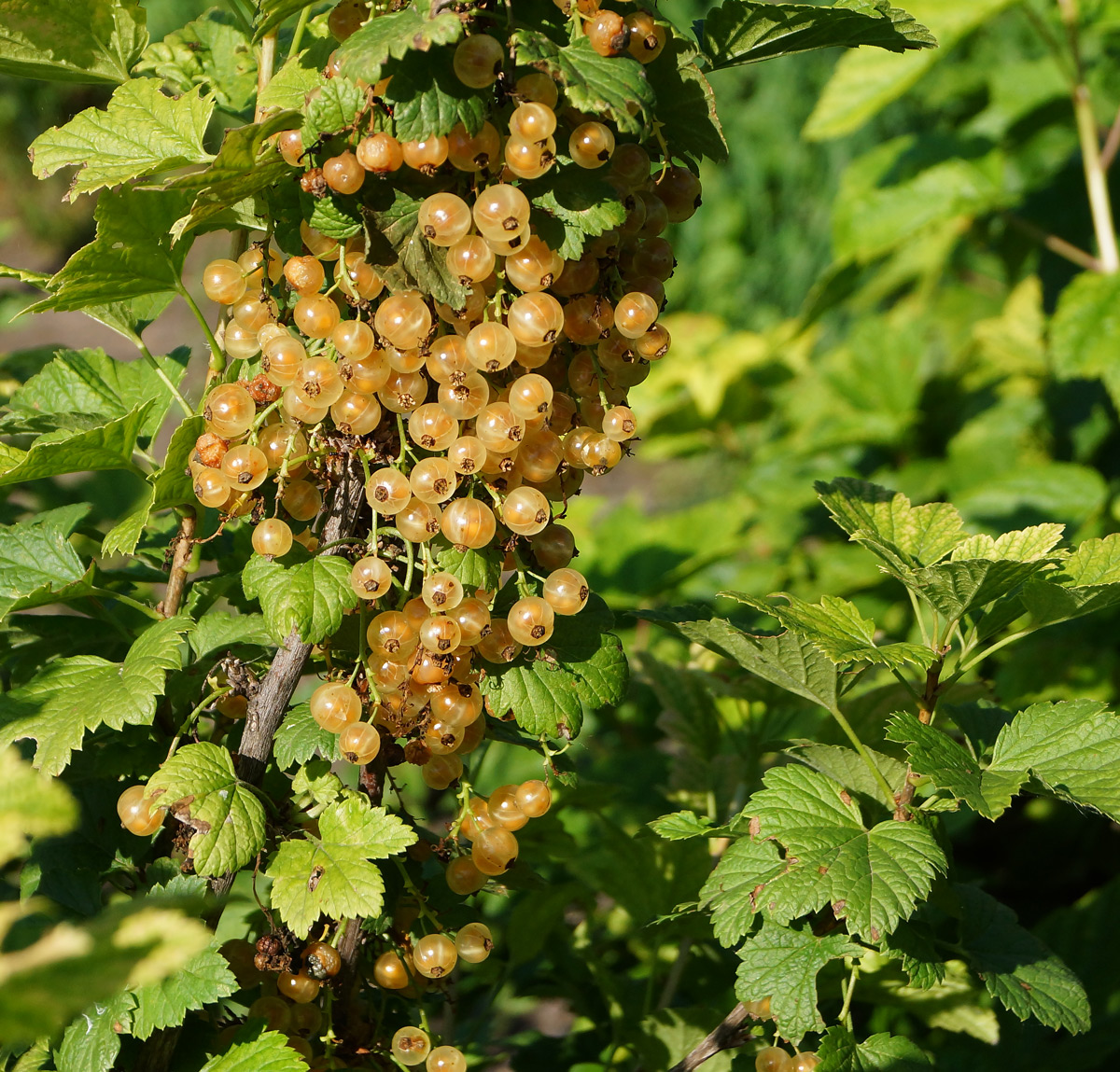 Image of Ribes rubrum specimen.