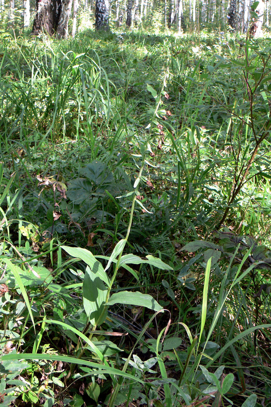 Изображение особи Epipactis helleborine.