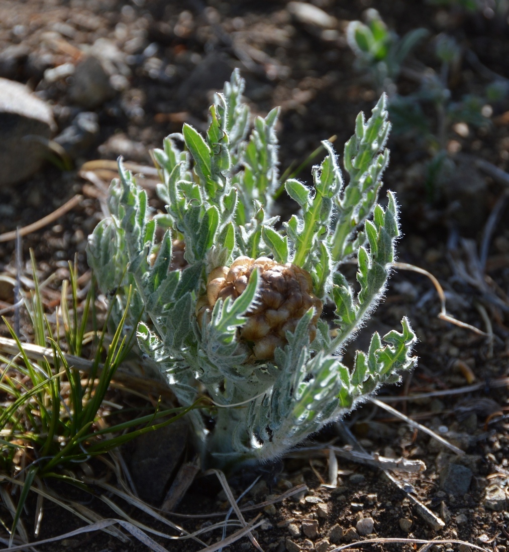 Image of Stemmacantha uniflora specimen.