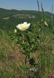 Rosa spinosissima. Цветущее растение. Крым, окр. Судака, гора Чатал-Кая, остепнённый склон на вершине горы. 16 мая 2019 г.