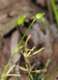 Смотреть изображение Sagina saginoides