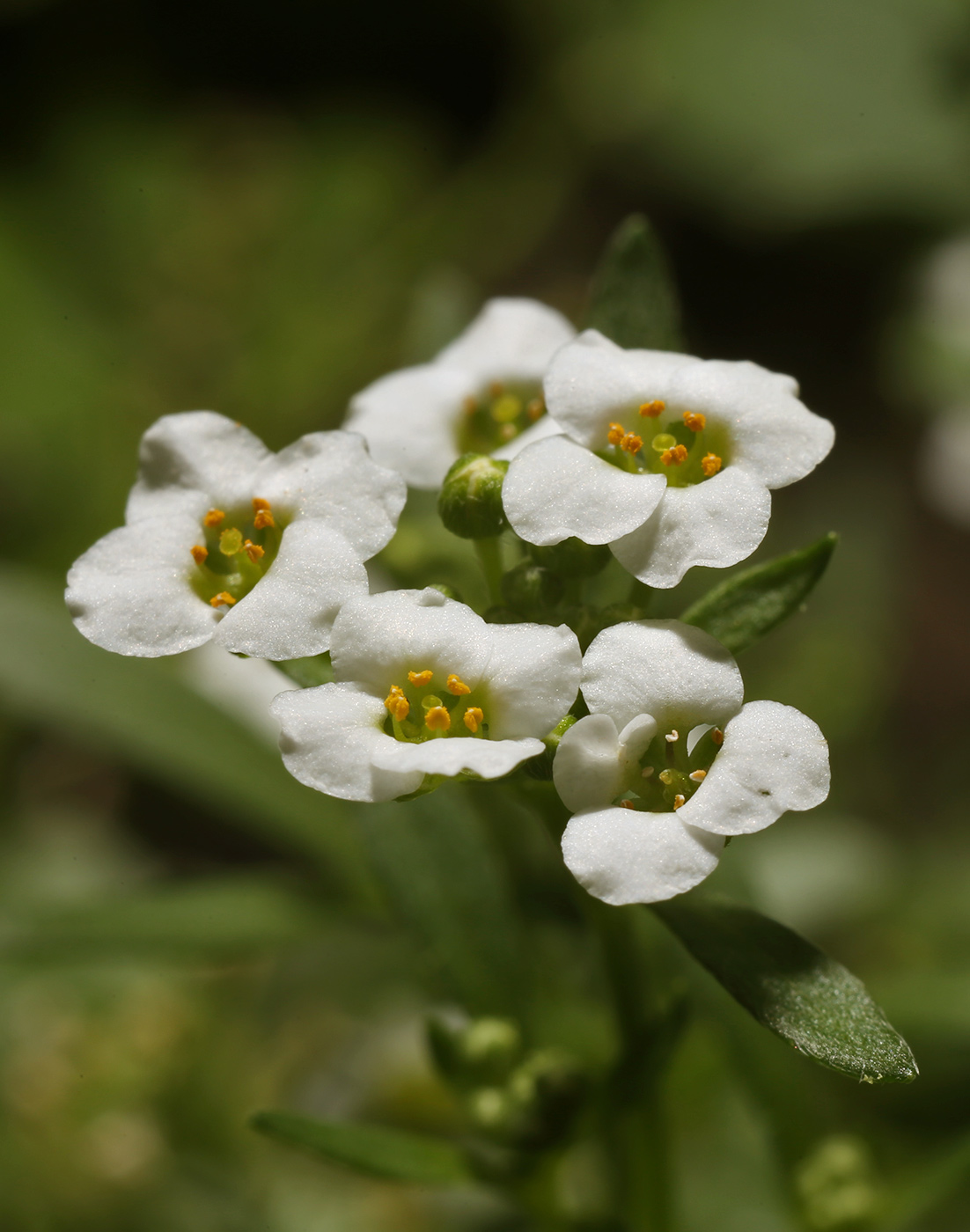 Image of Lobularia maritima specimen.