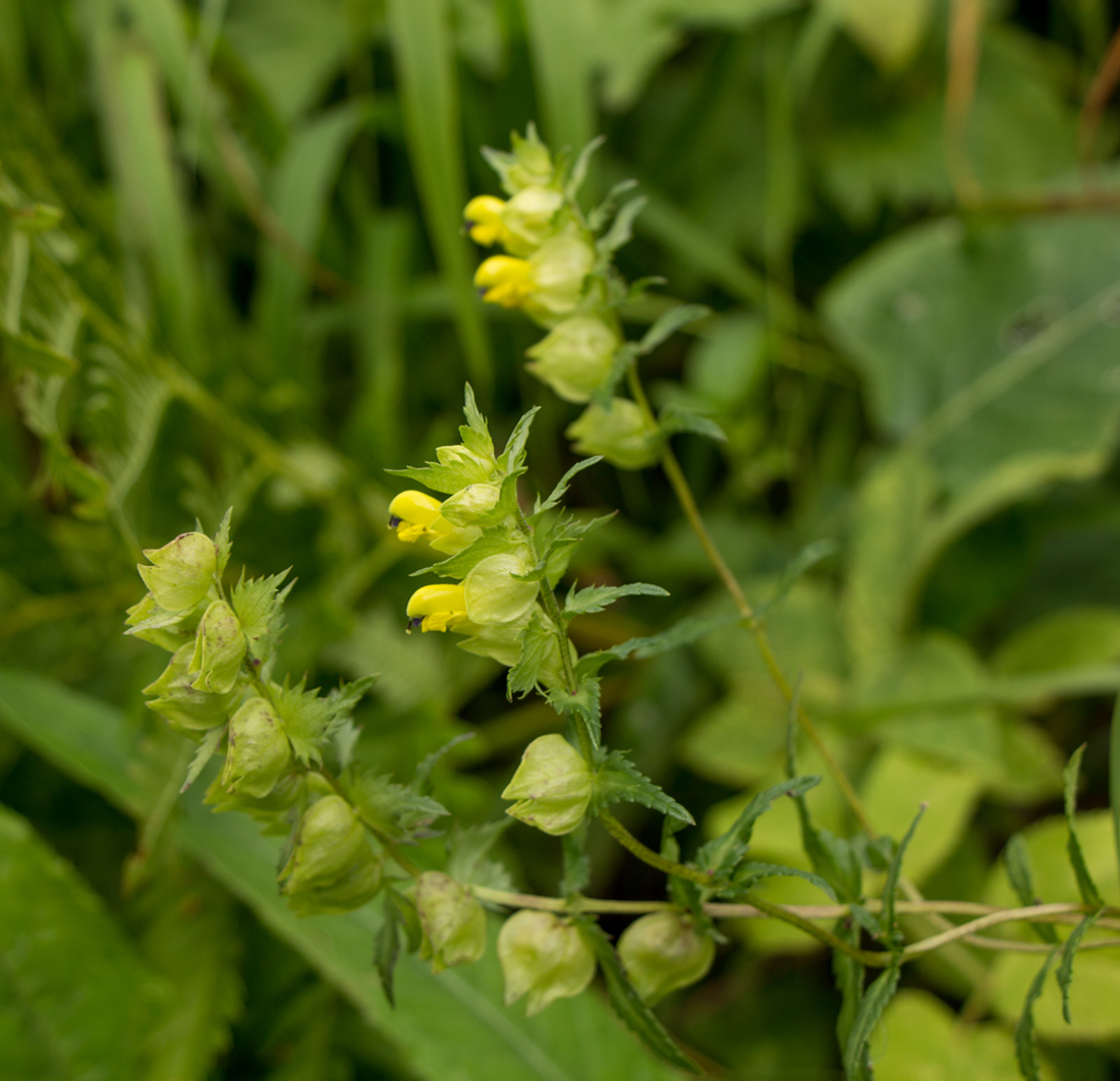 Image of Rhinanthus minor specimen.