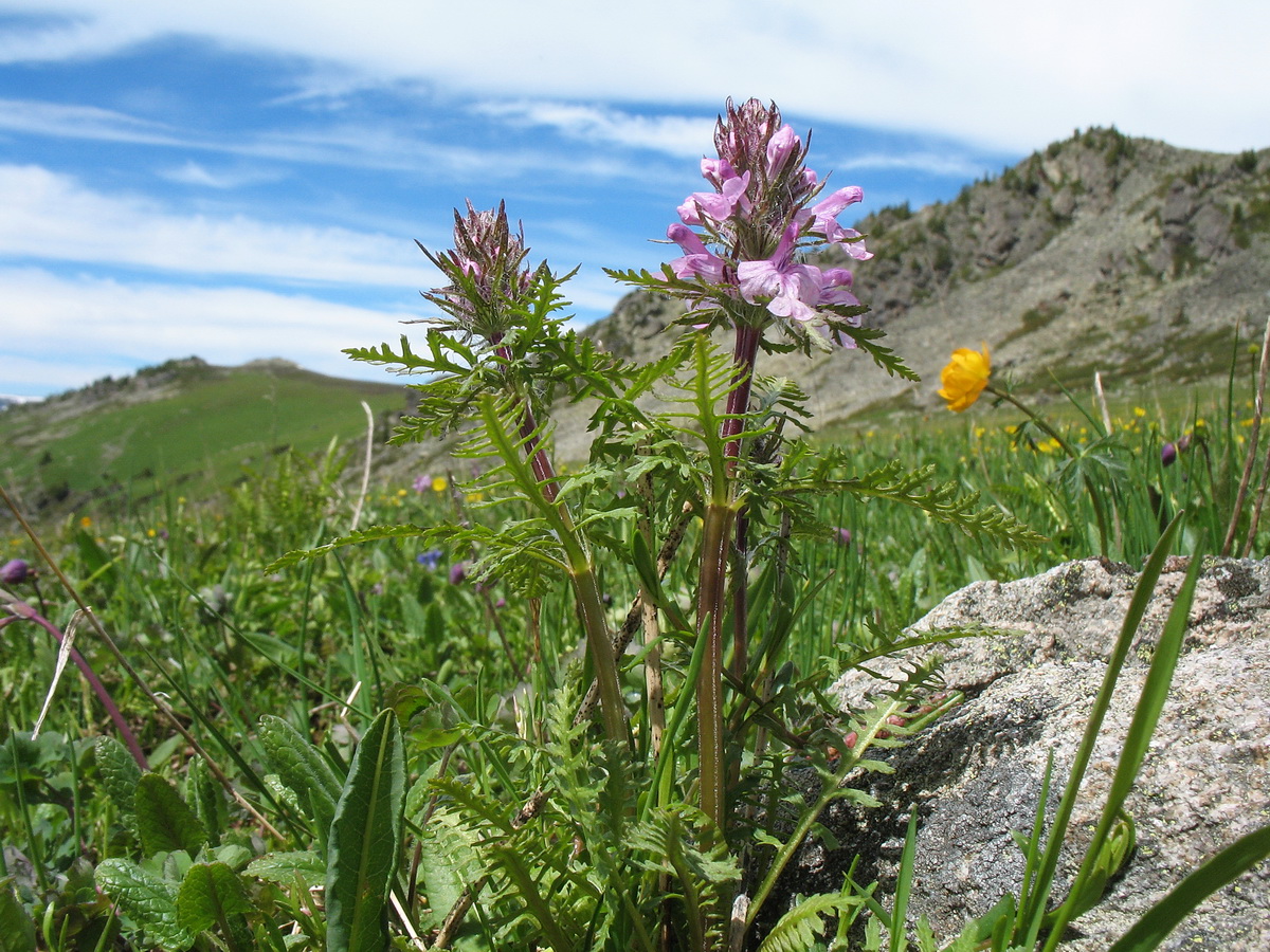 Изображение особи Pedicularis anthemifolia.