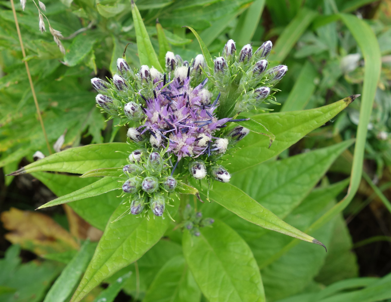 Изображение особи Saussurea sachalinensis.