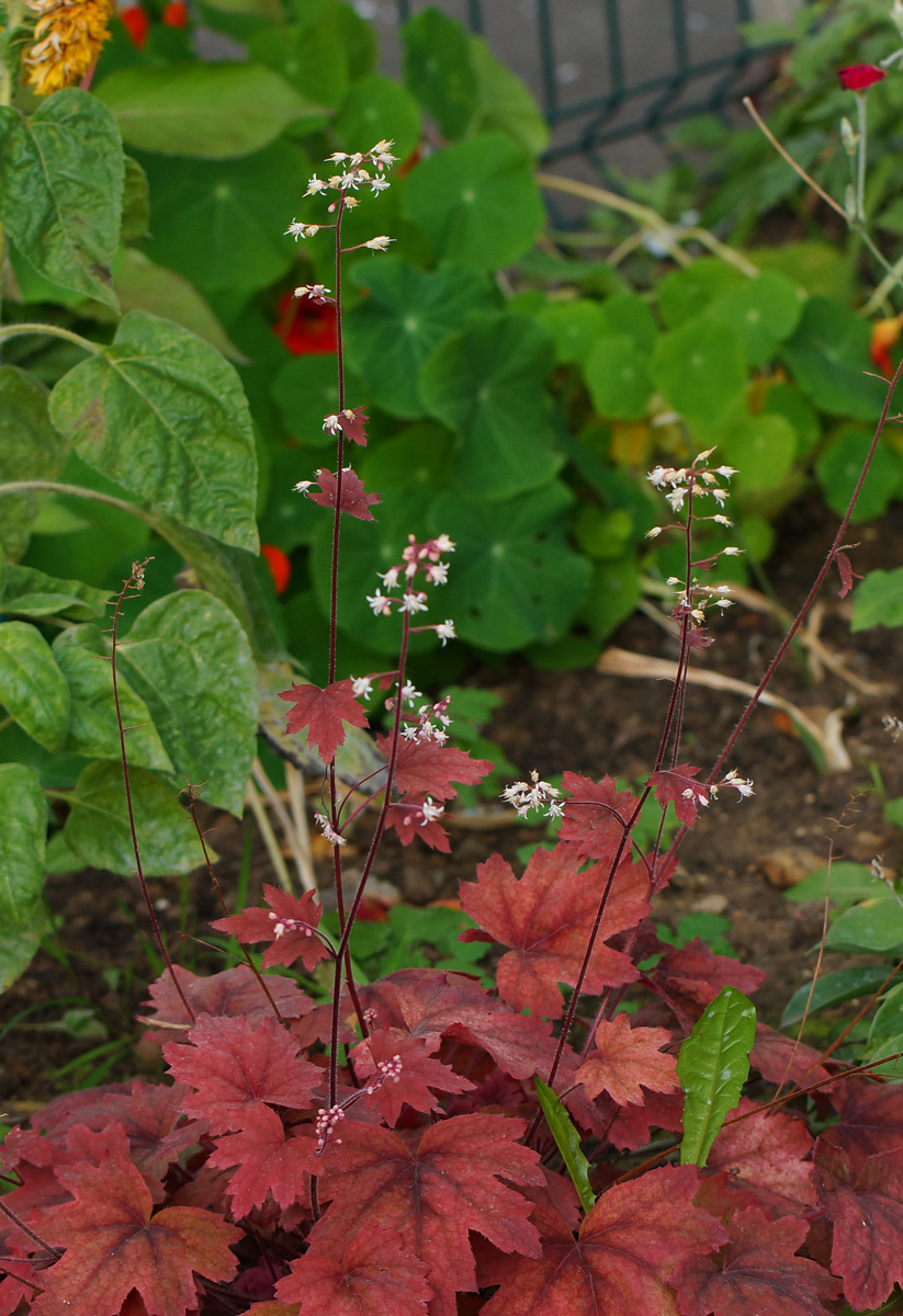 Изображение особи род Heuchera.