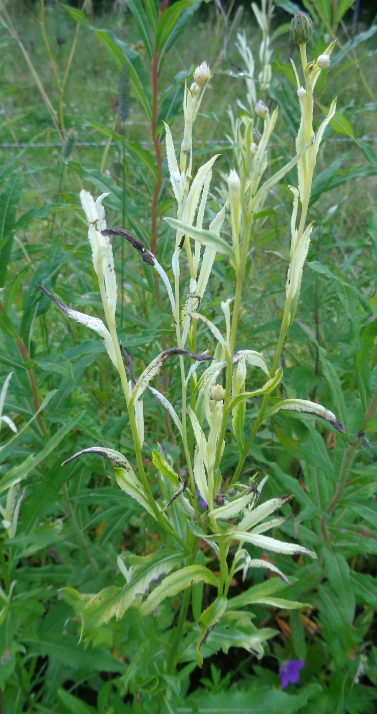 Image of Cirsium setosum specimen.