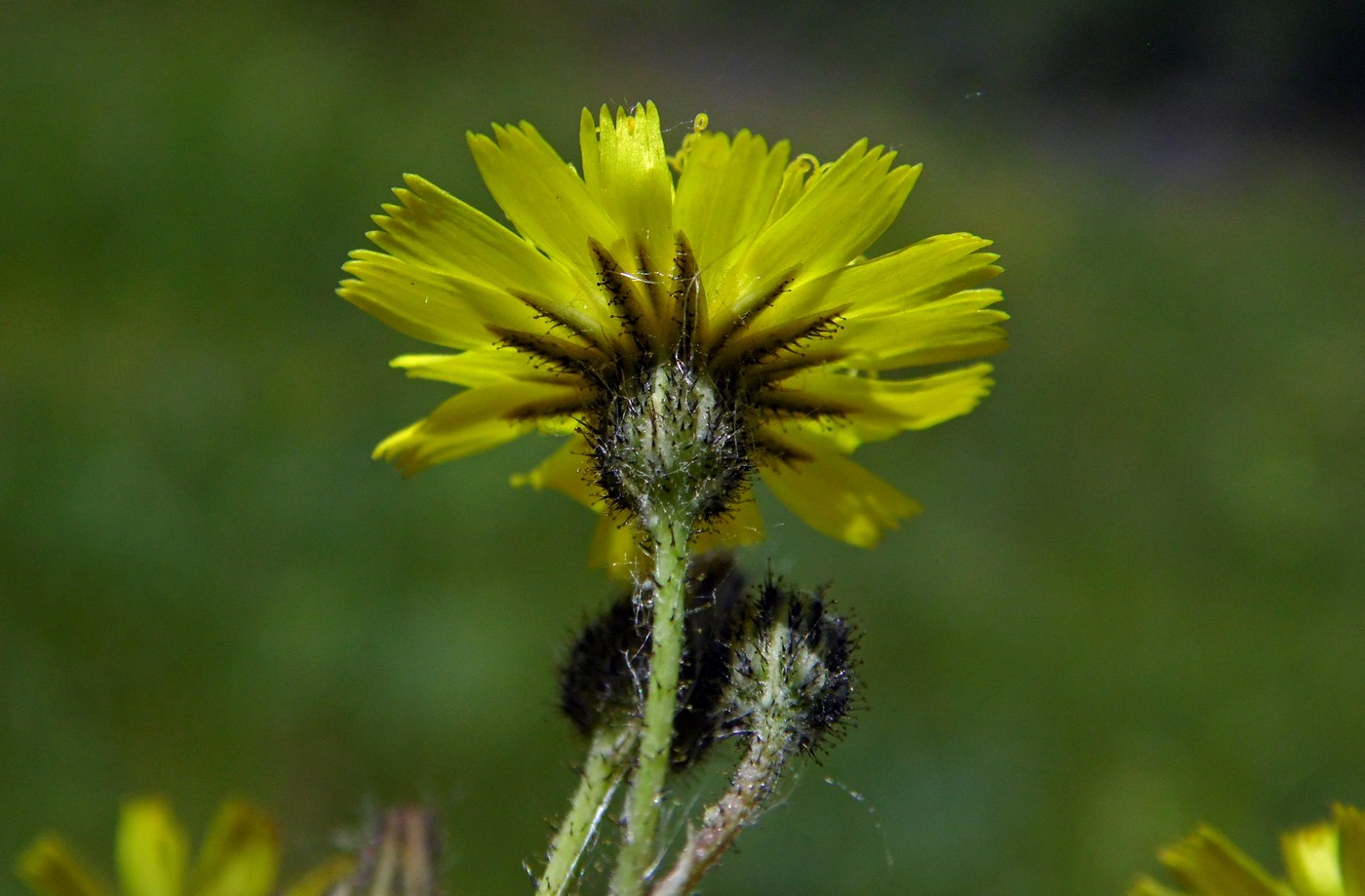 Image of genus Pilosella specimen.