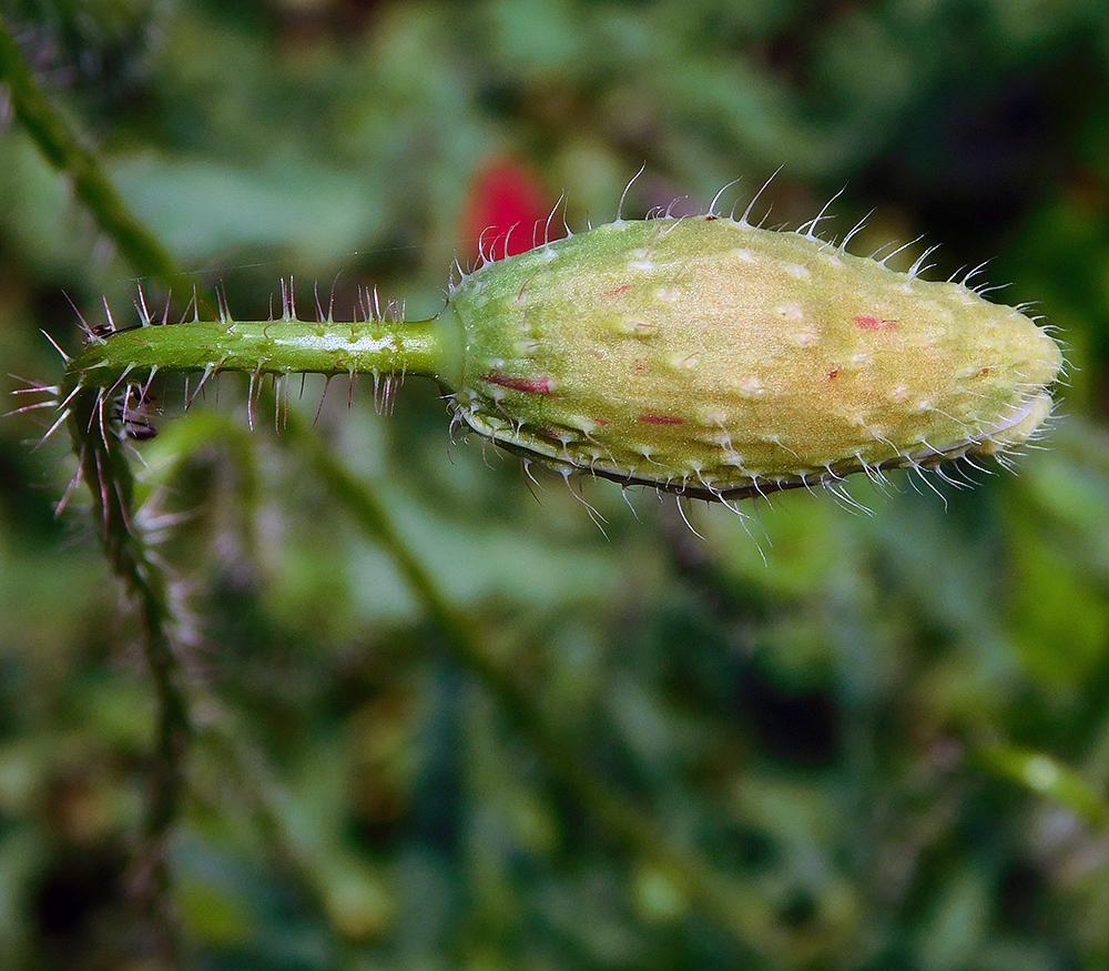 Image of Papaver rhoeas specimen.