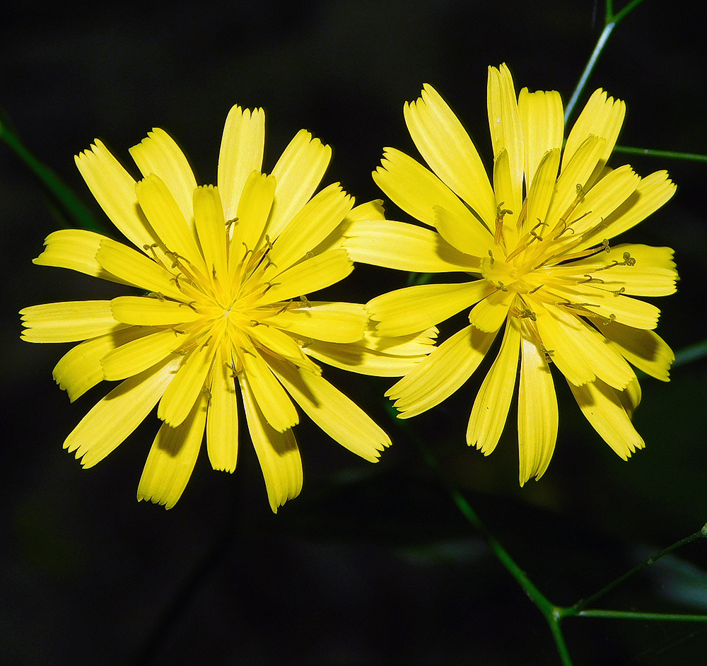 Image of Lapsana communis specimen.