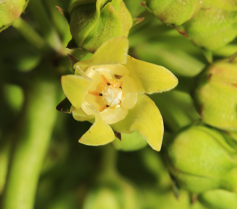 Image of Cynanchum wilfordii specimen.