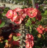 Euphorbia splendens