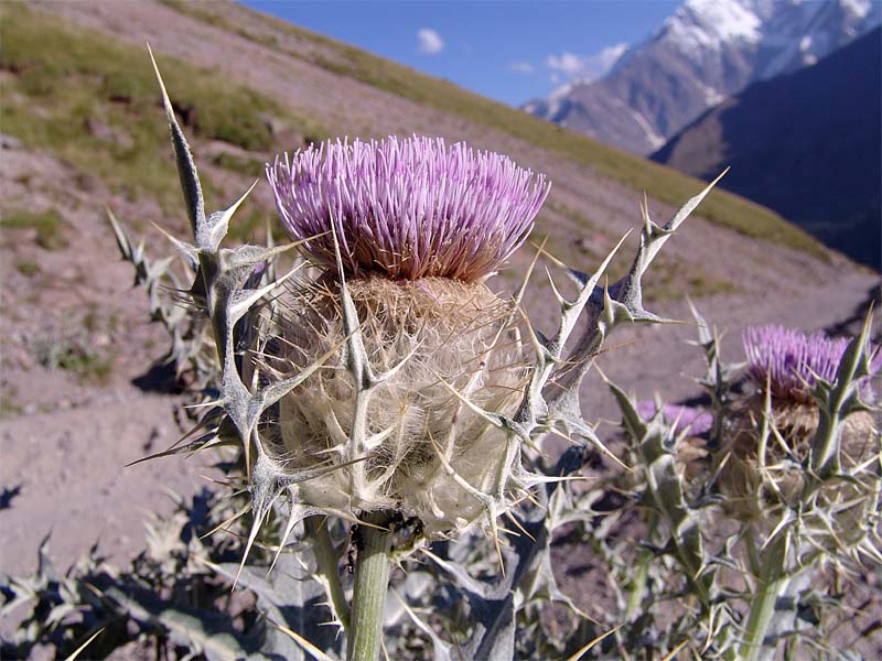 Изображение особи Cirsium cephalotes.