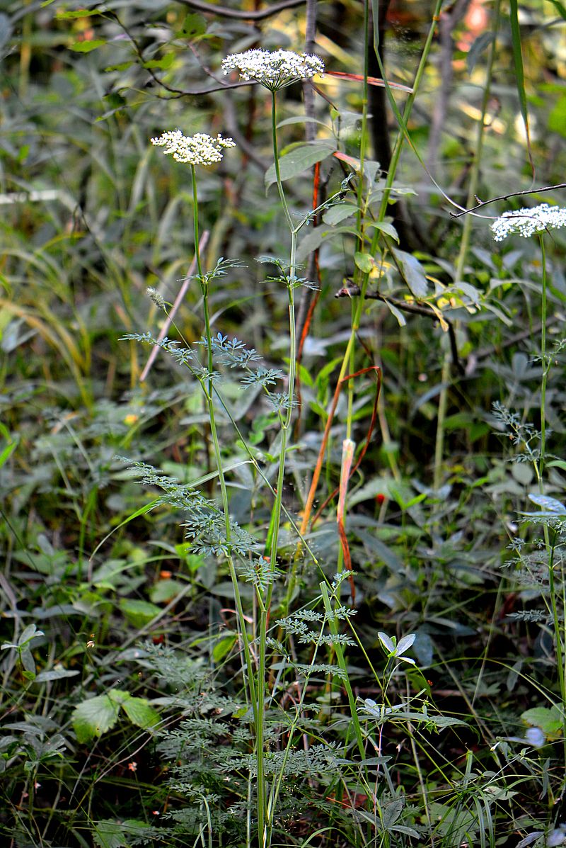 Изображение особи Selinum carvifolia.