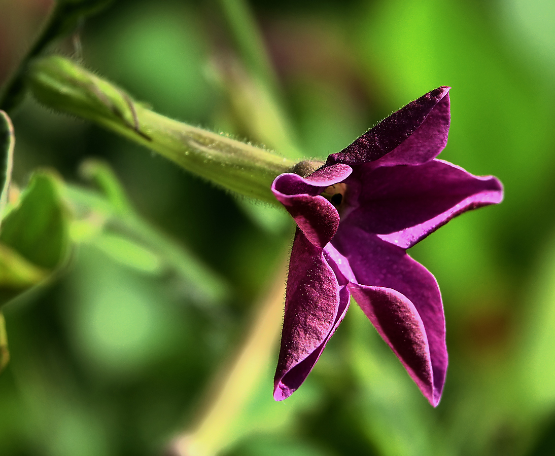 Изображение особи Nicotiana alata.