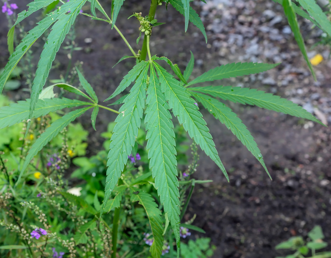 Image of Cannabis sativa var. spontanea specimen.