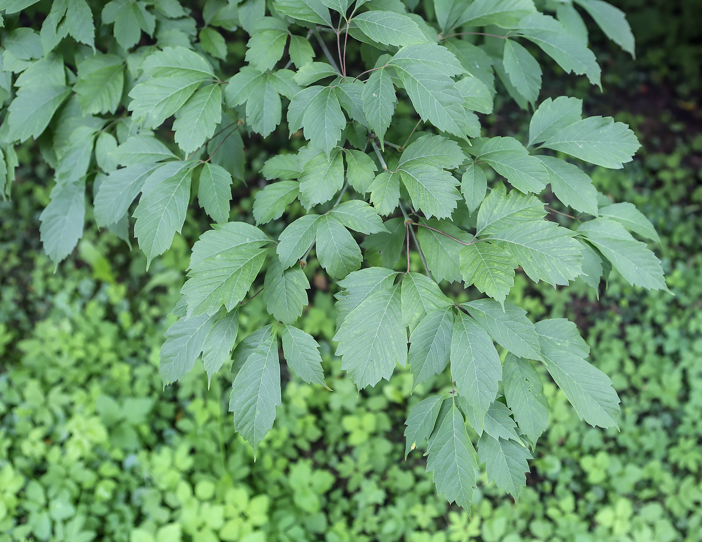 Image of Acer henryi specimen.