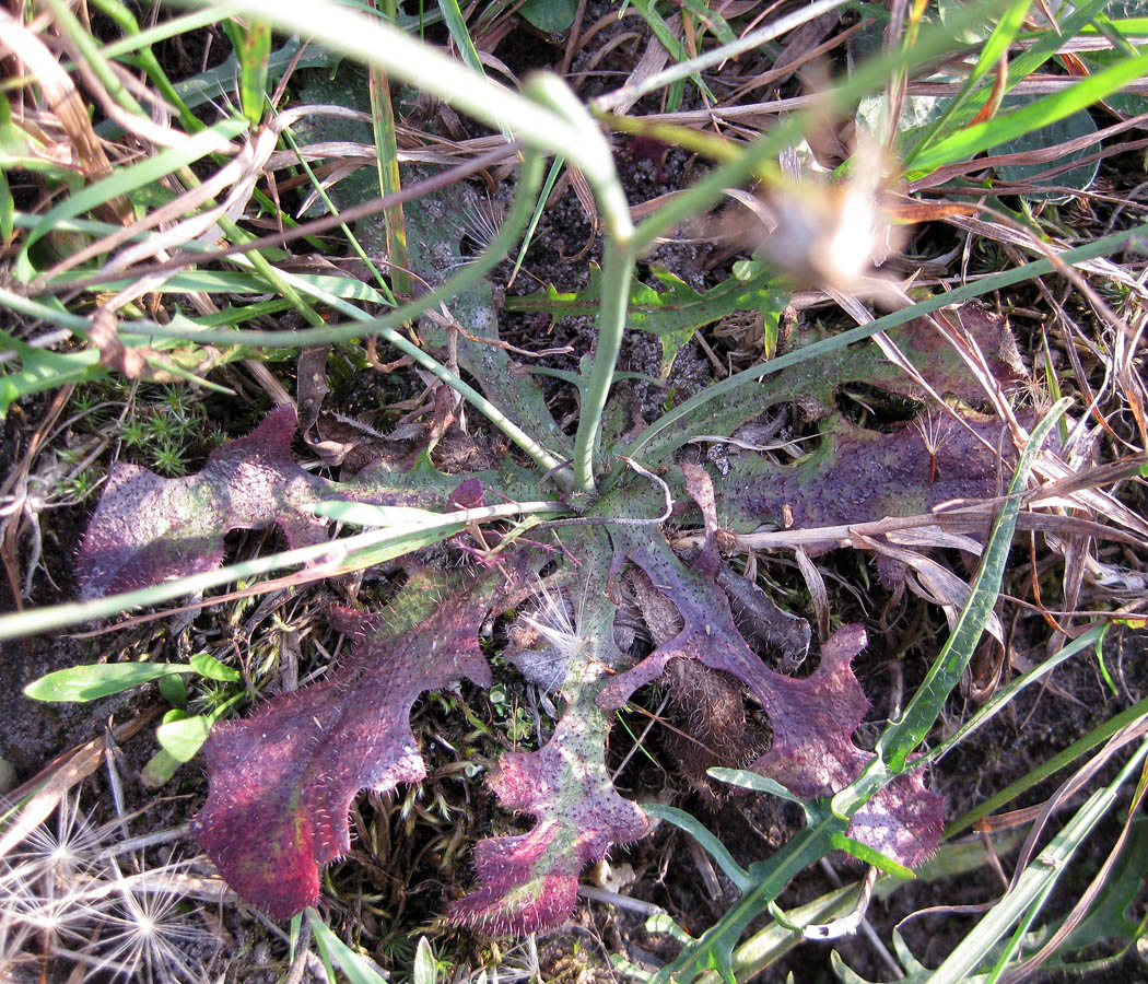 Изображение особи Hypochaeris radicata.