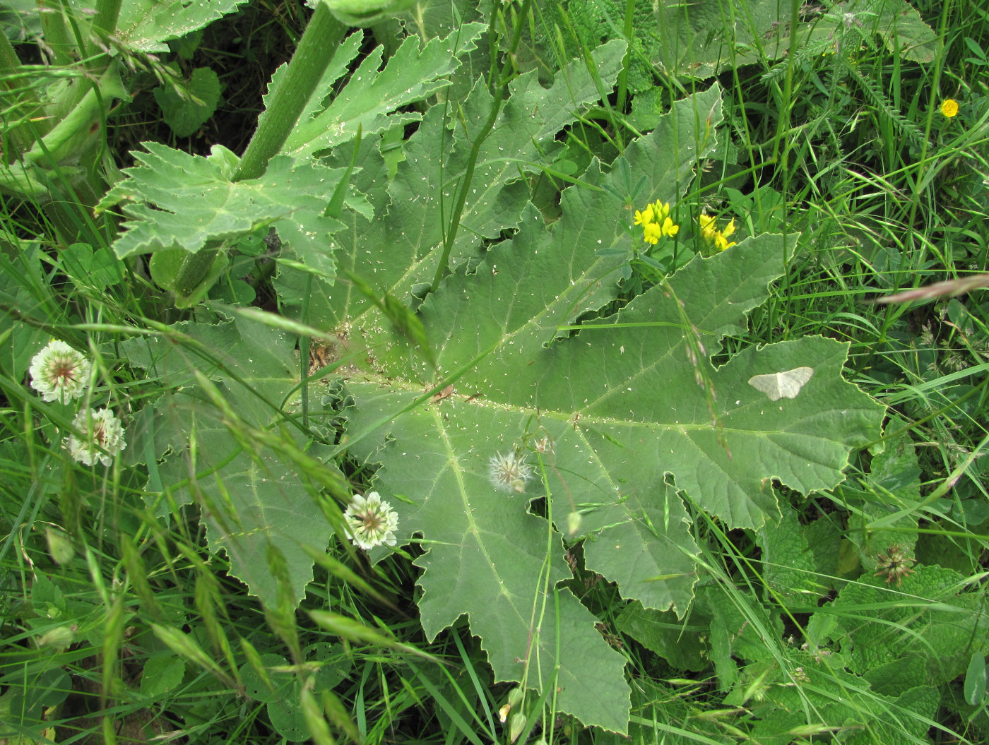 Изображение особи Heracleum leskovii.