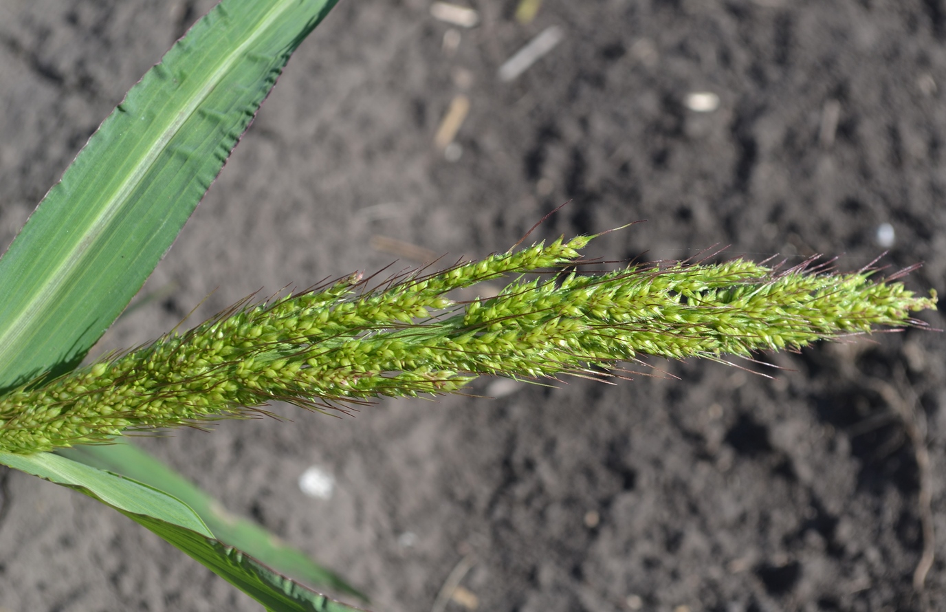 Изображение особи Echinochloa crus-galli.