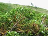 Juniperus sabina. Верхушка ветви с шишкоягодами. Кабардино-Балкария, Эльбрусский р-н, окр. с. Нейтрино, ок. 1850 м н.у.м., каменистый склон. 09.07.2020.