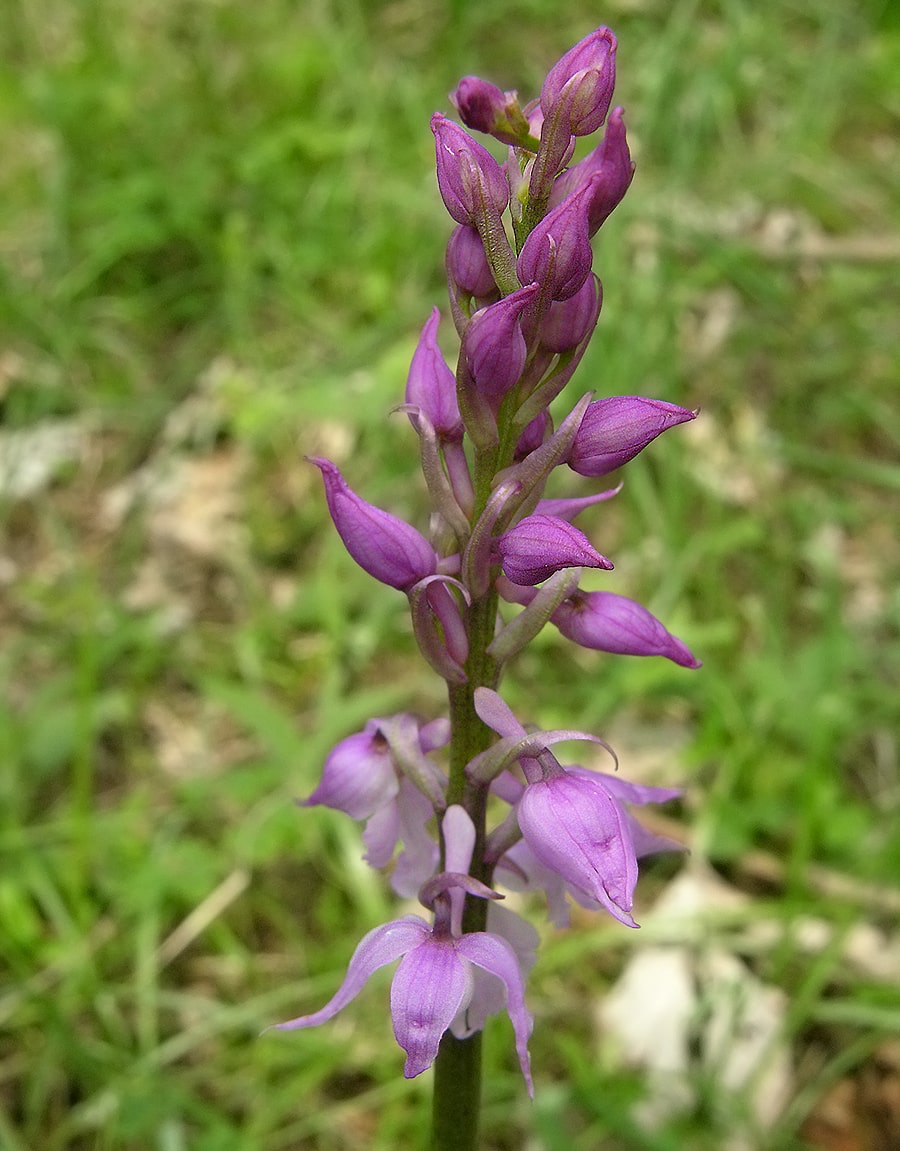 Изображение особи Orchis patens.