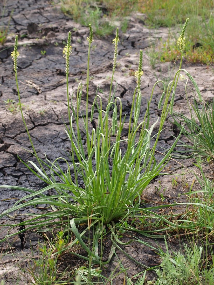 Изображение особи Plantago salsa.