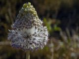 Смотреть изображение Allium guttatum