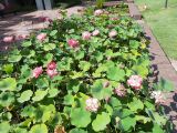 Nelumbo nucifera. Бассейн с цветущими растениями. Австралия, г. Брисбен, ботанический сад. 27.12.2020.