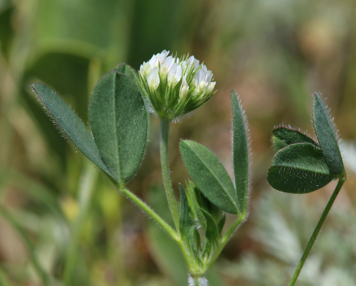 Изображение особи Trifolium leucanthum.