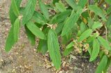 Смотреть изображение Viburnum rhytidophyllum