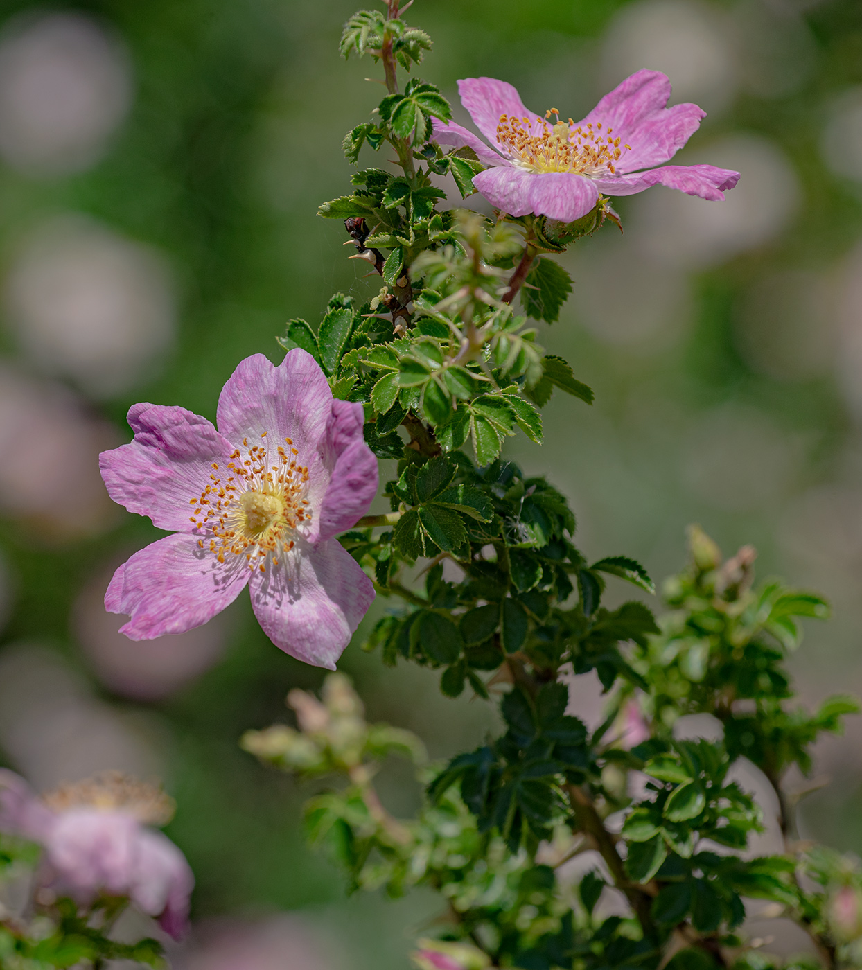 Image of Rosa maracandica specimen.