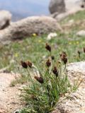 Carex melanantha