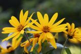 Helianthus tuberosus. Соцветия. Томская обл., г. Томск, Академгородок, окраина пустыря. 18.08.2021.