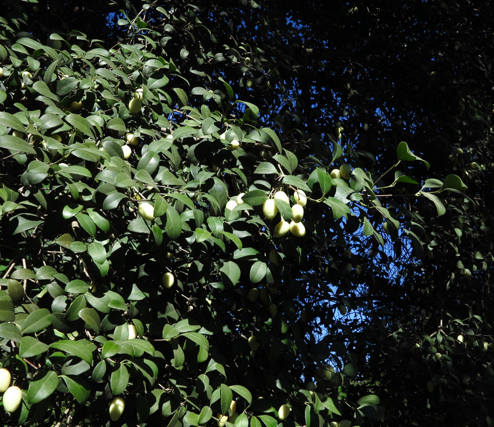 Image of genus Elaeodendron specimen.