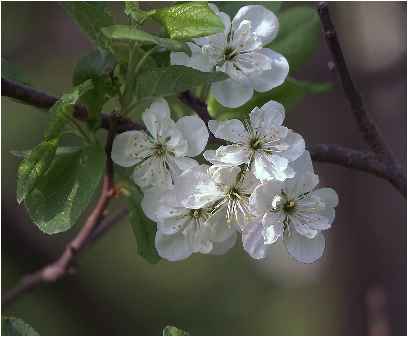 Image of Prunus domestica specimen.