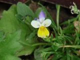 Viola tricolor. Верхушка цветущего растения. Иркутская обл., Иркутский р-н, с. Максимовщина, между грунтовой дорогой и забором. 13.07.2013.