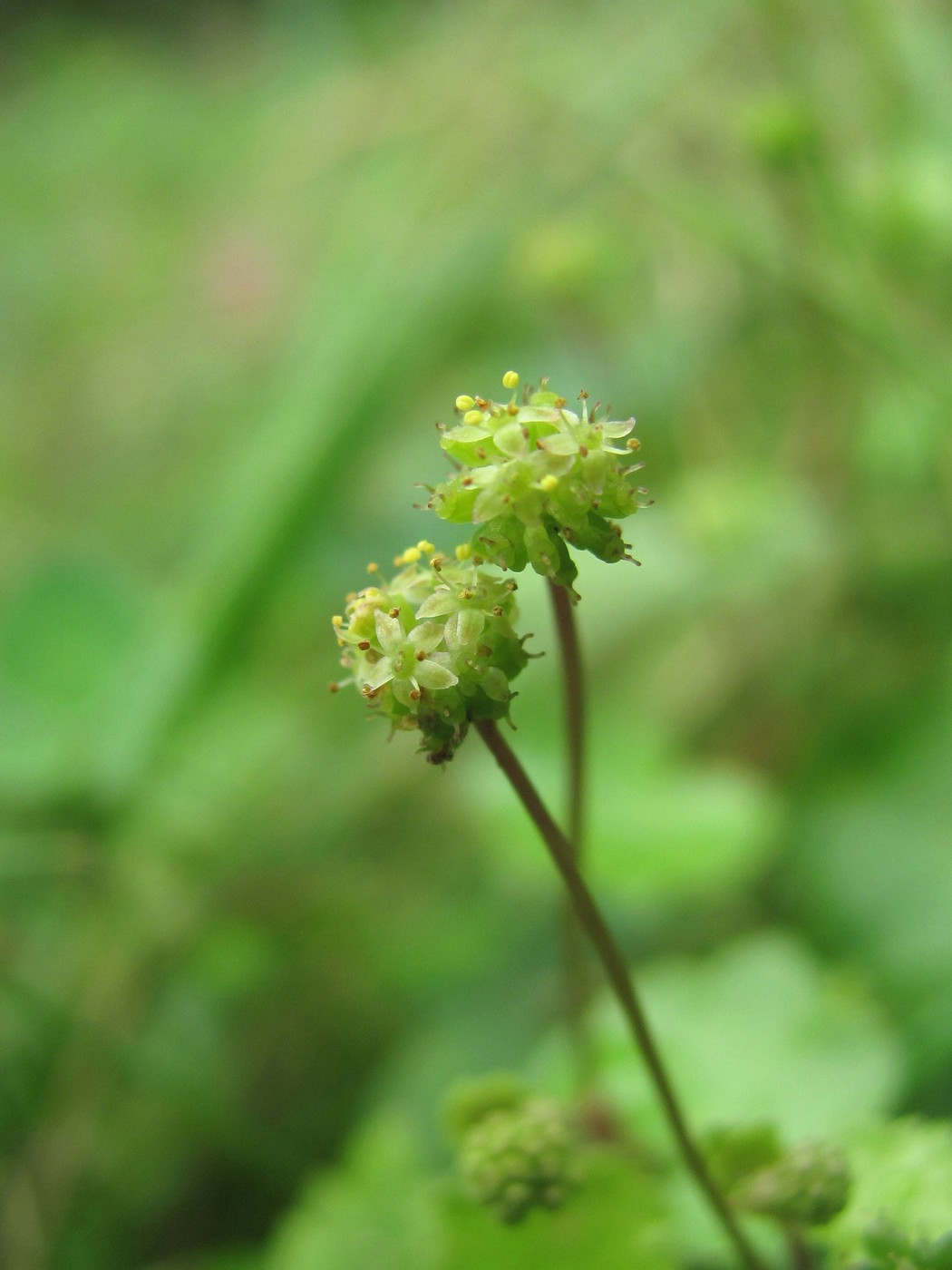 Изображение особи Hydrocotyle ramiflora.