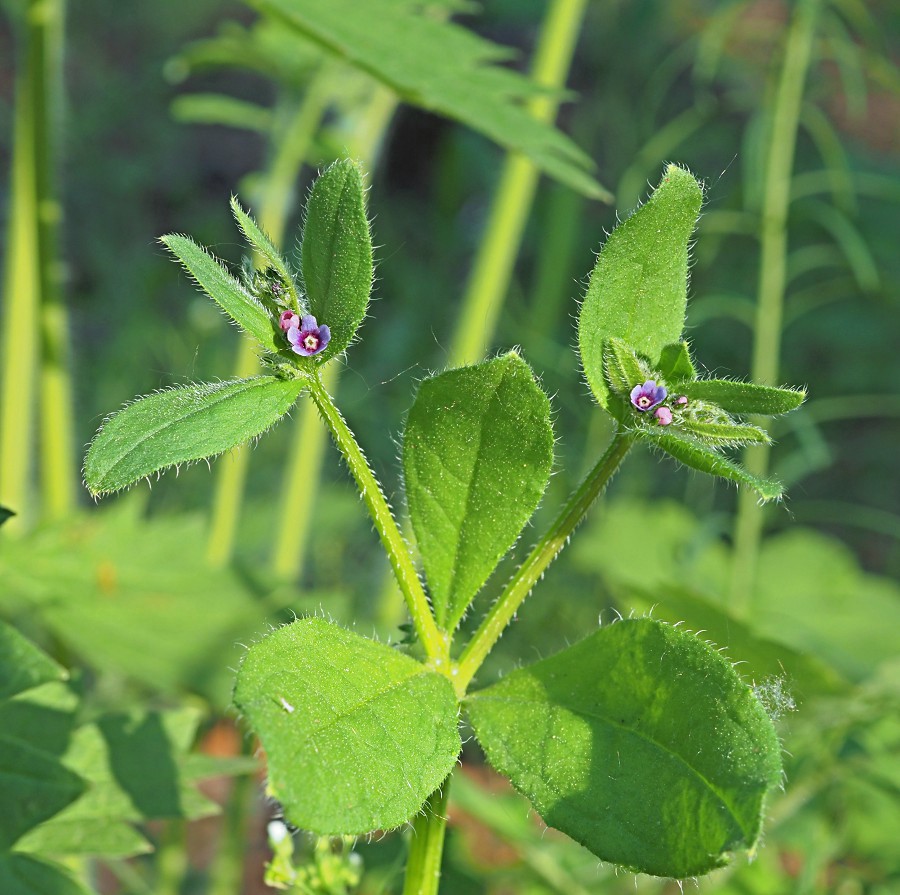 Image of Asperugo procumbens specimen.