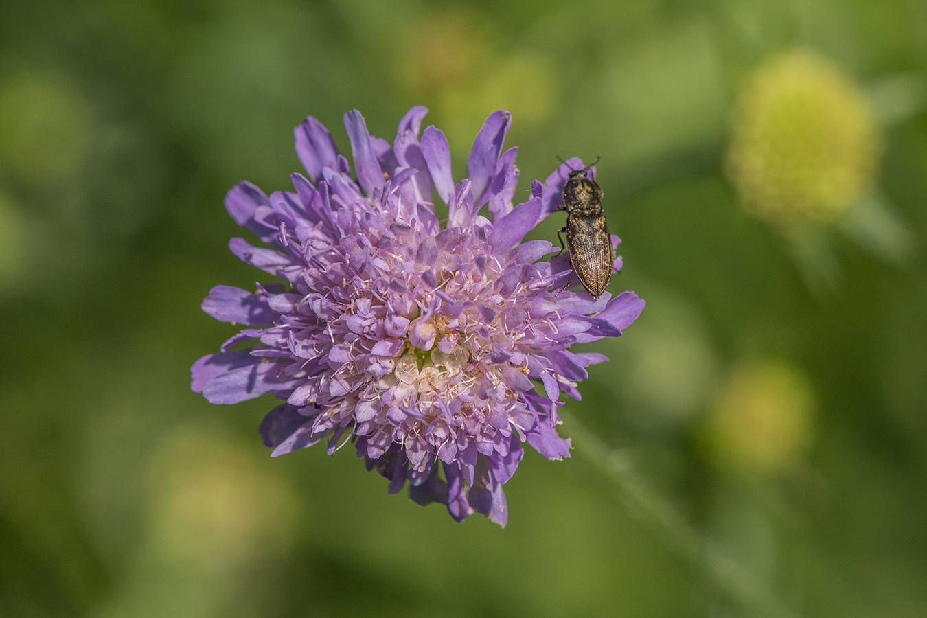 Image of Knautia arvensis specimen.