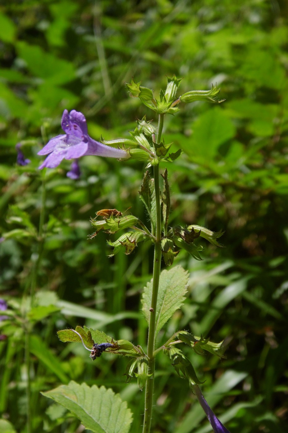 Image of Drymosiphon grandiflorus specimen.