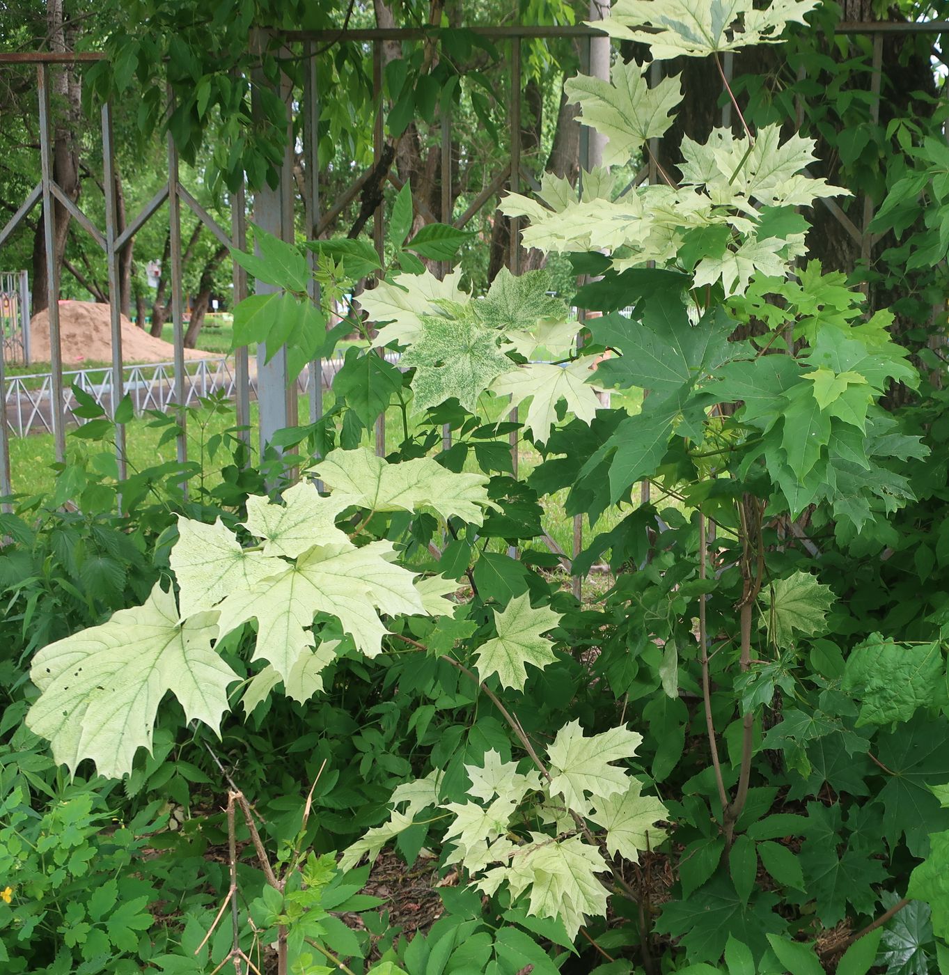 Image of Acer platanoides specimen.