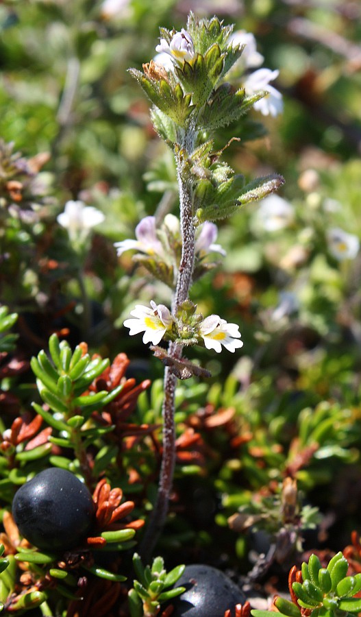 Image of Euphrasia frigida specimen.