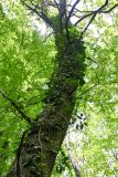 Hedera pastuchovii. Побеги на стволе дерева. Дагестан, Магарамкентский р-н, Самурский лес, широколиственный лес. 05.05.2022.